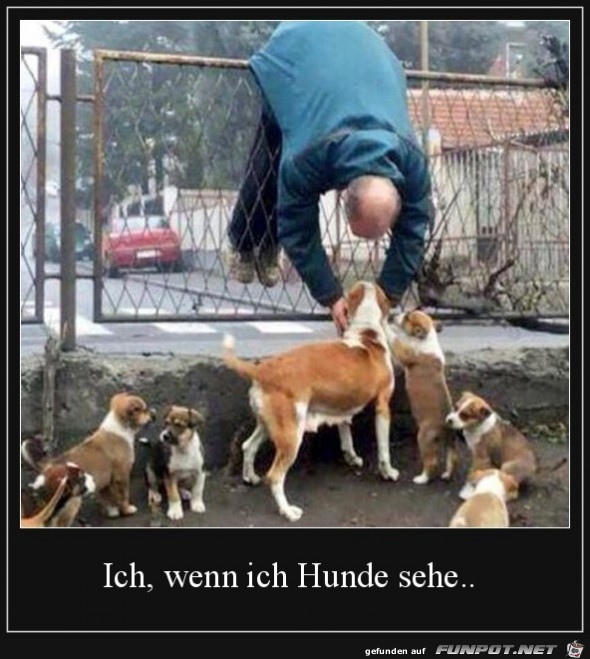 Ich wenn ich Hunde sehe..