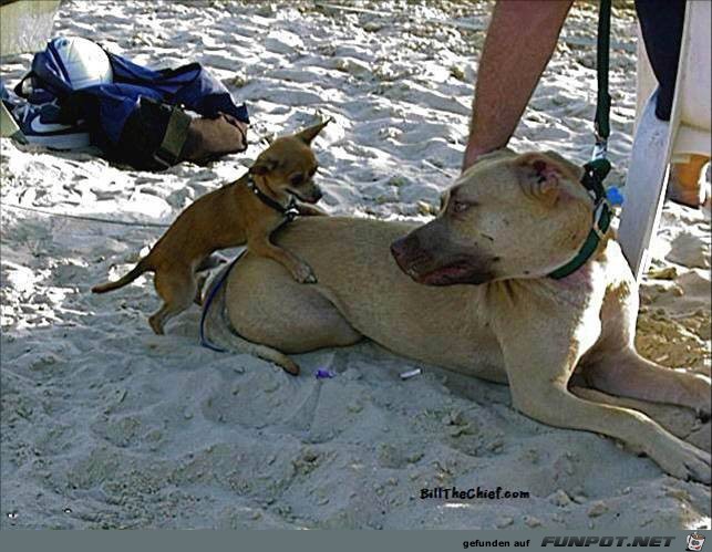 Tiere lustig1 Tiere lustig1