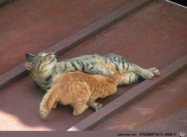 Tiere lustig2 Tiere lustig2