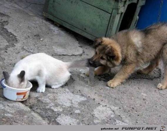 Tiere lustig3 Tiere lustig3