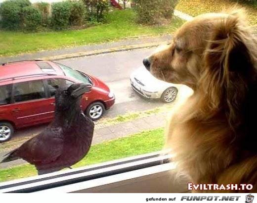 Tiere lustig4 Tiere lustig4