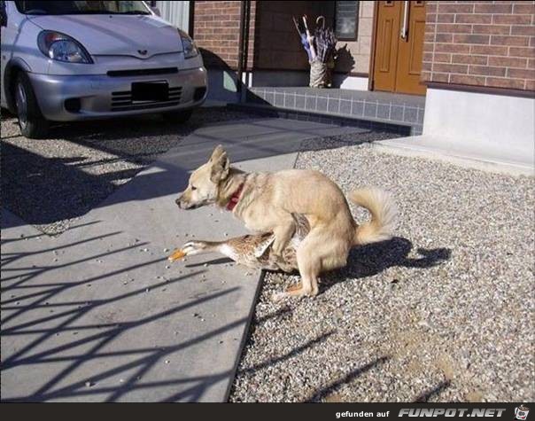 Tiere lustig8 Tiere lustig8