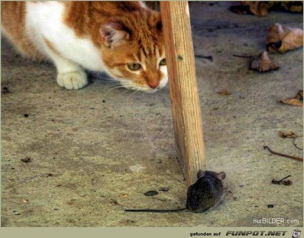 Tiere lustig10 Tiere lustig10