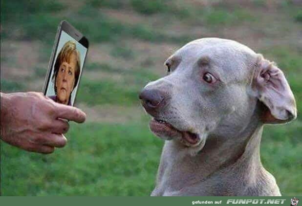 Hund kriegt Schock Hund kriegt Schock