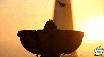 Kolibri Tränke Kolibri Tränke