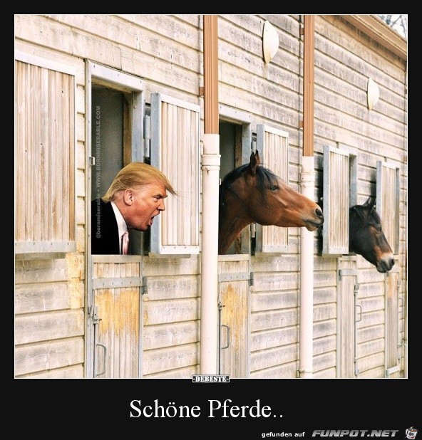 Pferde Pferde