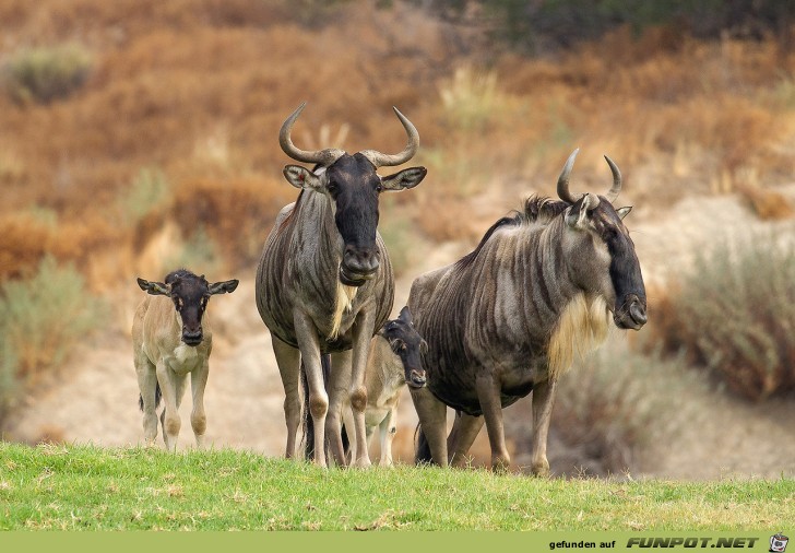 Afrika Afrika