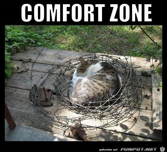 Katzen Katzen