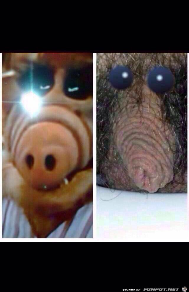 Alf NEU Alf NEU