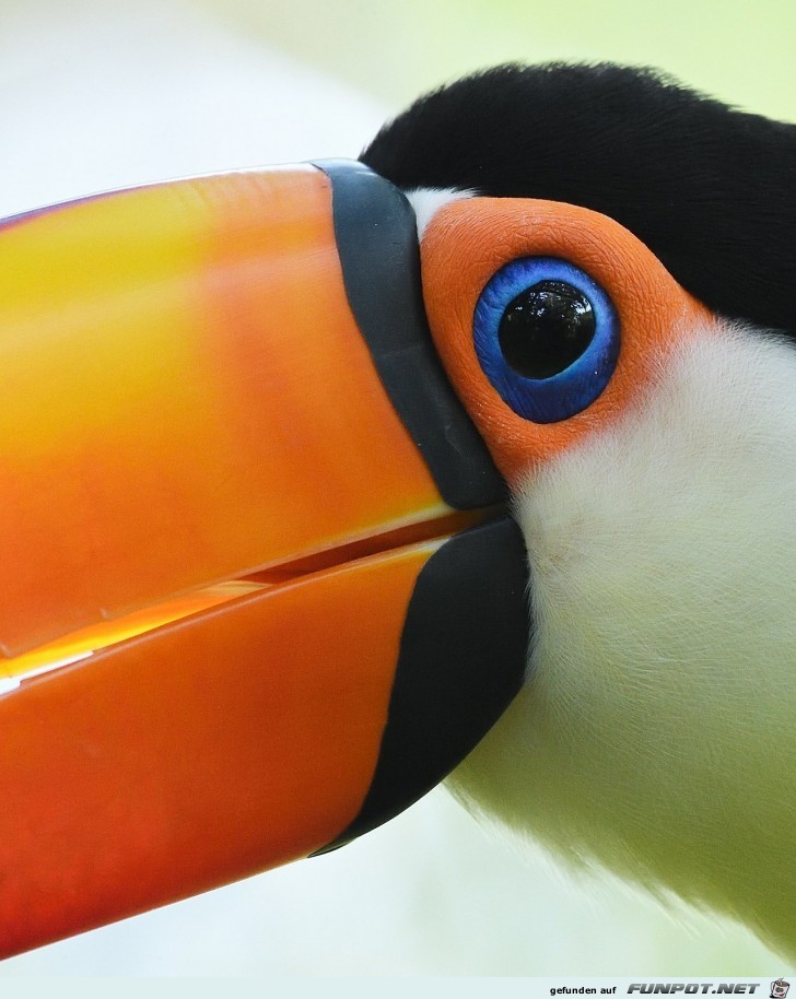 Nahaufnahme Nashornvogel Nahaufnahme Nashornvogel