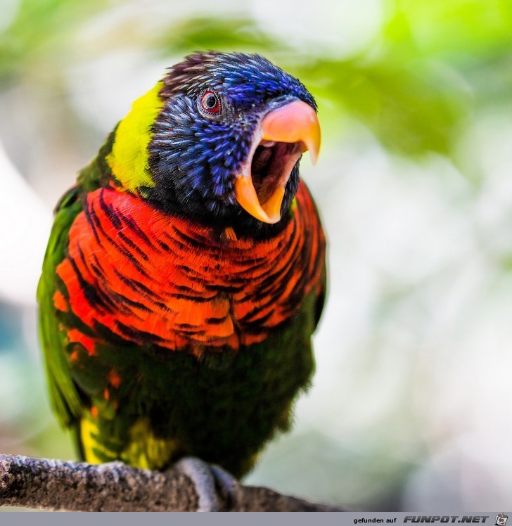 Neuseel.Vogel Neuseel.Vogel