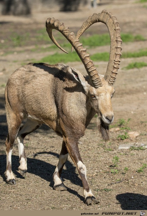 Afrik.Steinbock Afrik.Steinbock
