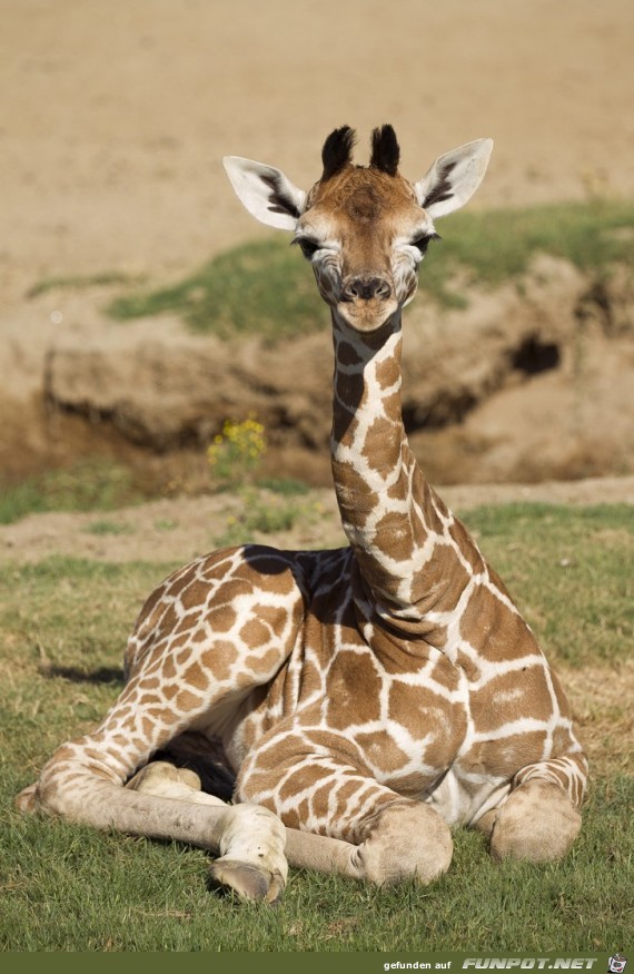 afrik.Junggiraffe afrik.Junggiraffe