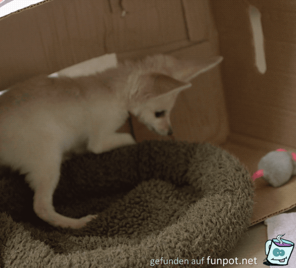 Fiffi spielt Fiffi spielt
