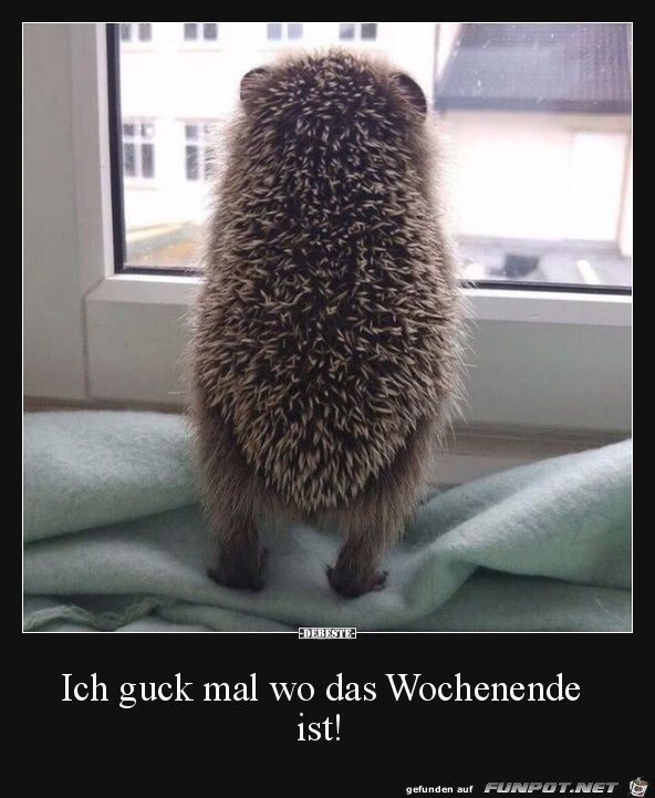 Ich guck mal... Ich guck mal...
