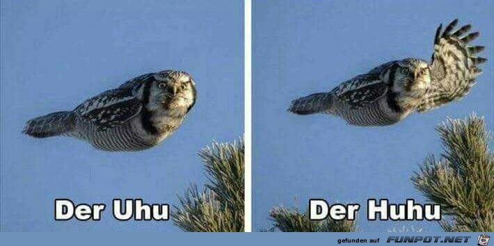 Der Uhu Der Uhu
