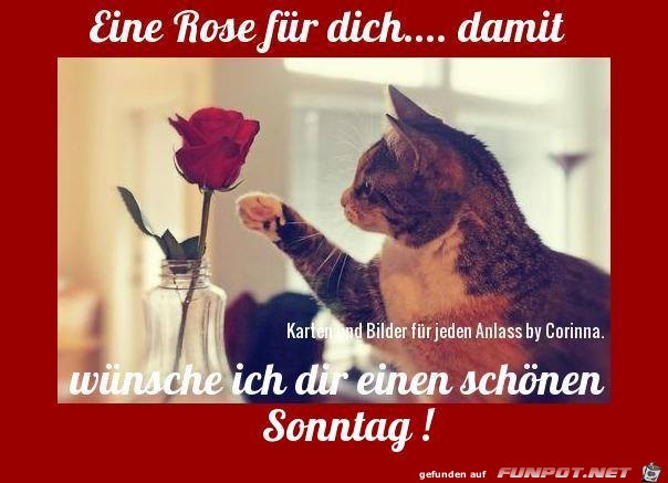 Eine Rose fuer dich