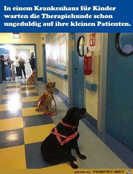 Therapiehunde Therapiehunde