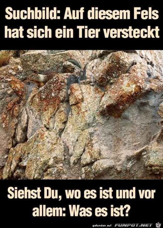 Suchbild Suchbild