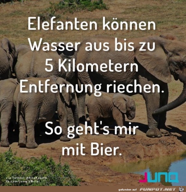 Elefanten koennen Elefanten koennen