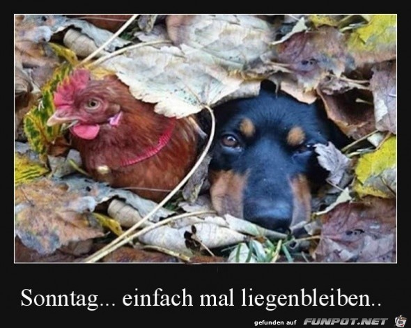 Sonntag Sonntag
