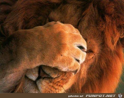 Tiere lustig13 Tiere lustig13