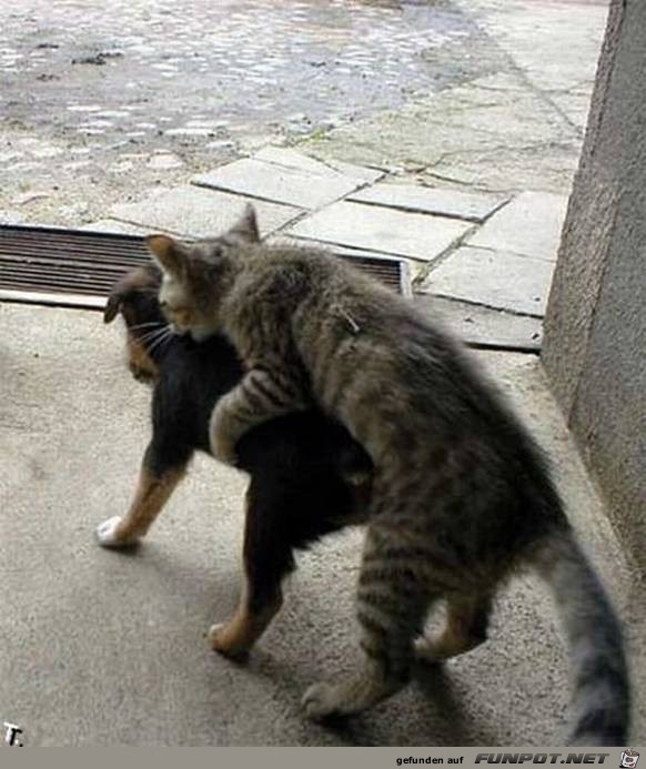 Tiere lustig14 Tiere lustig14