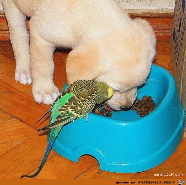 Tiere lustig15 Tiere lustig15