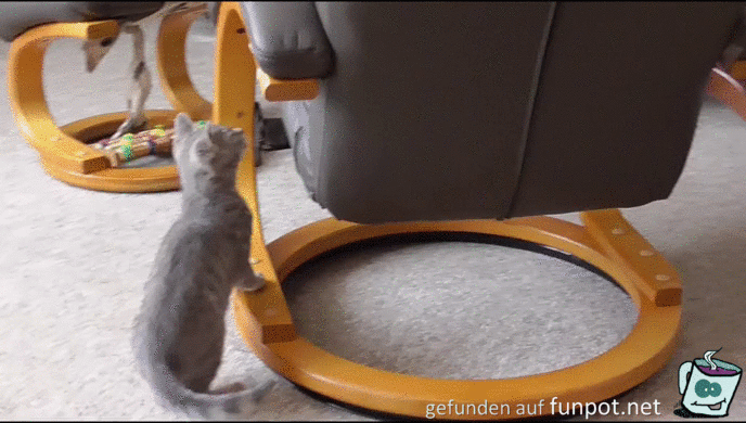 Katzen Katzen