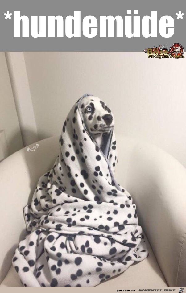 Hundemüde Hundemüde