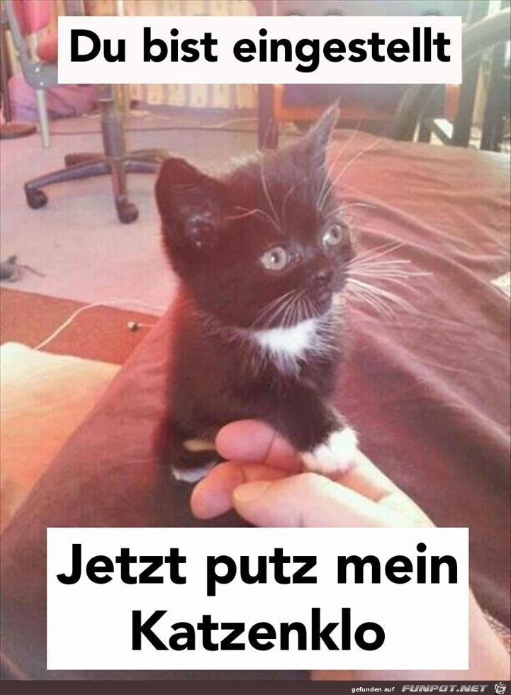 Du bist eingestellt Du bist eingestellt