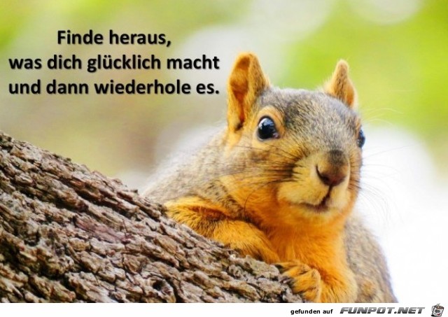 herzige Tierbilder