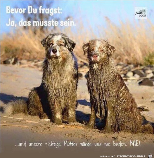 Bevor du fragst... Bevor du fragst...