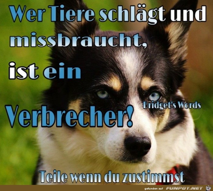 Wer Tiere schlaegt