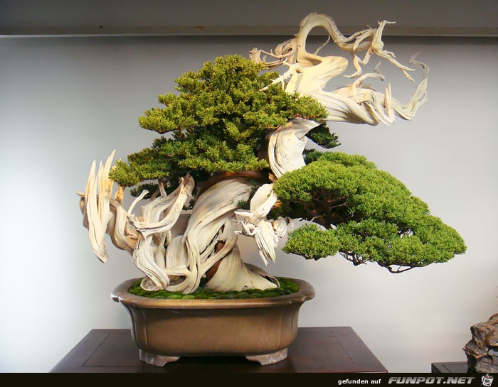 Japanischer Kleinbaum2 Japanischer Kleinbaum2