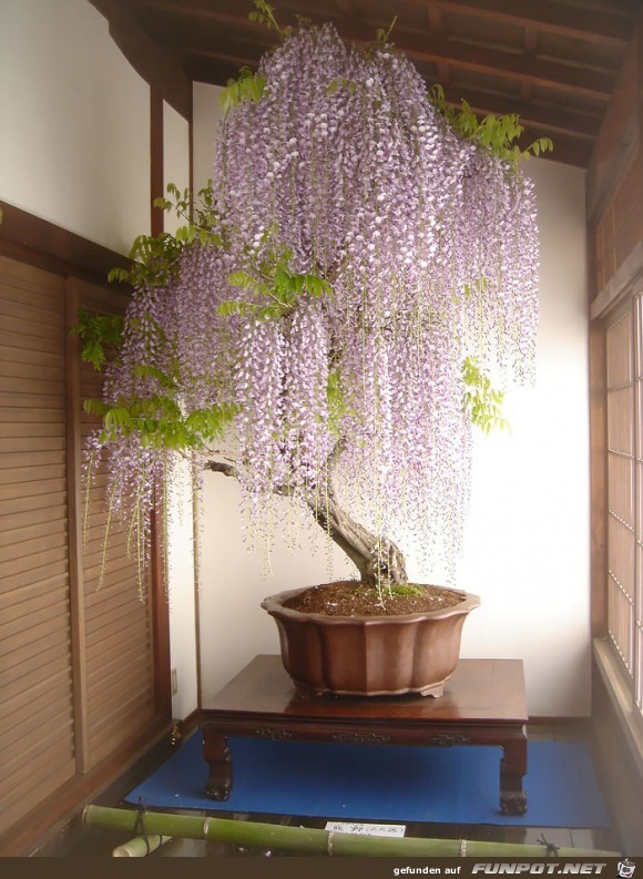 Japanischer Kleinbaum3 Japanischer Kleinbaum3
