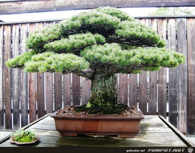 Japanischer Kleinbaum4 Japanischer Kleinbaum4