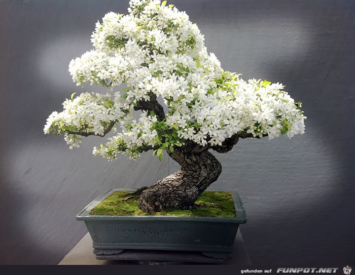 Japanischer Kleinbaum5 Japanischer Kleinbaum5