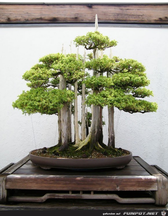 Japanischer Kleinbaum6 Japanischer Kleinbaum6
