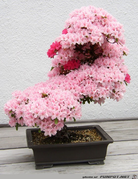 Japanischer Kleinbaum7 Japanischer Kleinbaum7