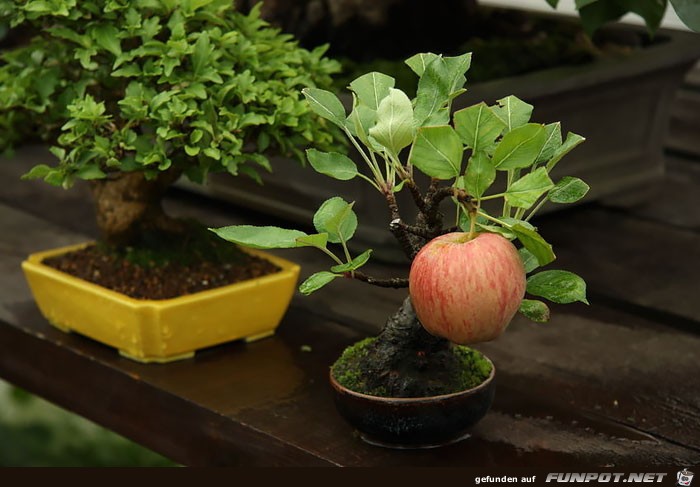 Japanischer Kleinbaum9