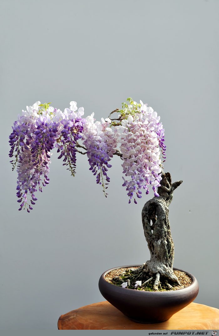 Japanischer Kleinbaum10 Japanischer Kleinbaum10