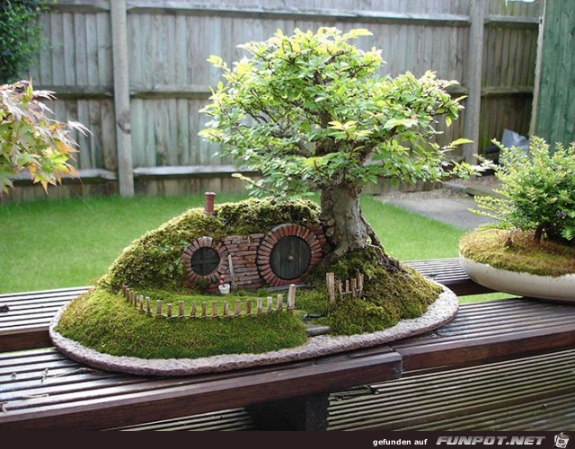 Japanischer Kleinbaum11 Japanischer Kleinbaum11