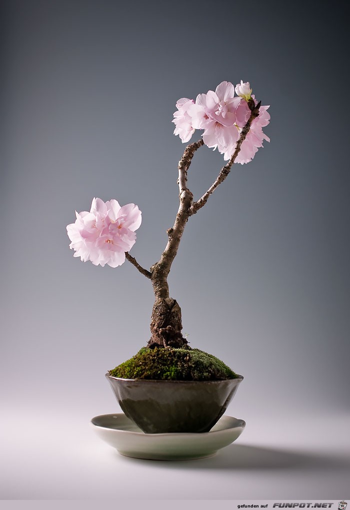 Japanischer Kleinbaum12 Japanischer Kleinbaum12
