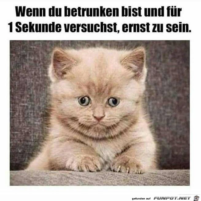 Wenn du betrunken bist Wenn du betrunken bist