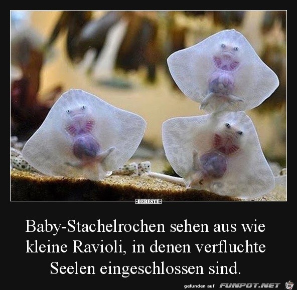 Baby-Rochen Baby-Rochen