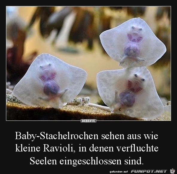 Baby-Rochen