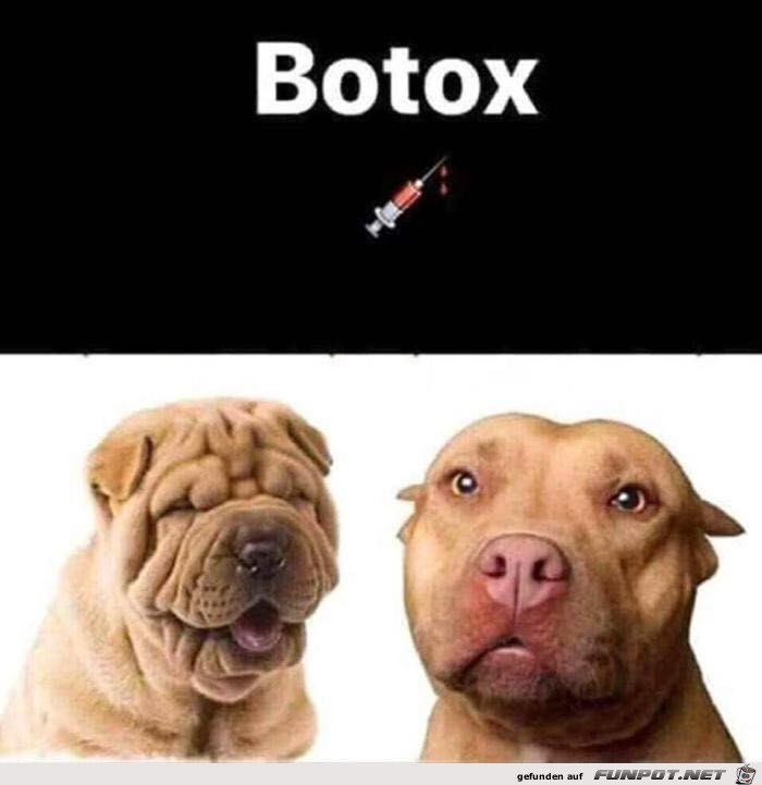 BOTOX bei Hunden BOTOX bei Hunden