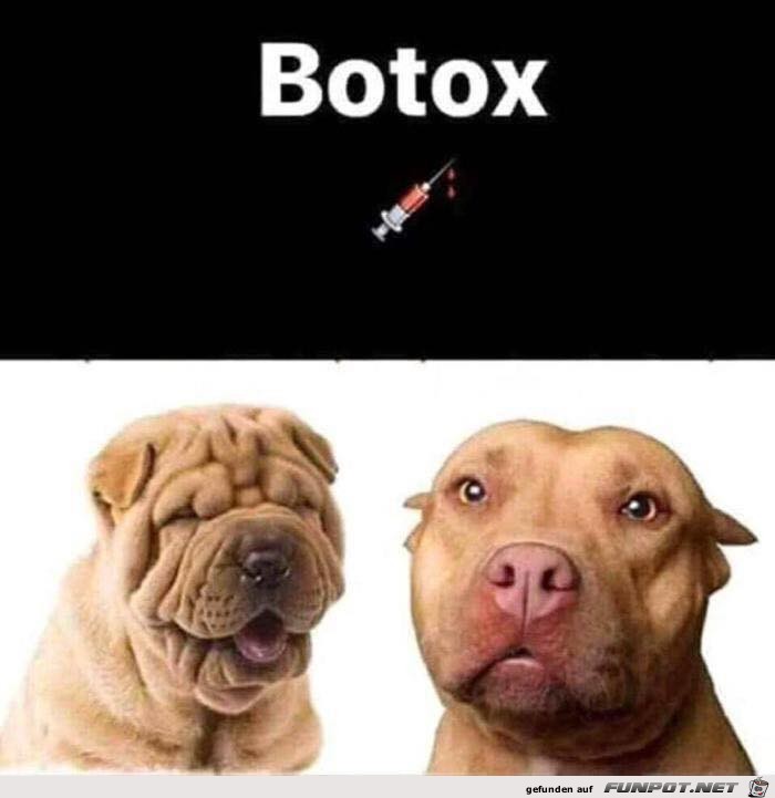 BOTOX bei Hunden