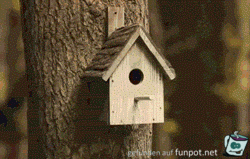 Lustiger Vogel Lustiger Vogel